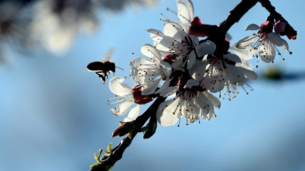 Alerta SPAIC: Pólen elevado no continente até 12 de julho, com impacto na saúde.
