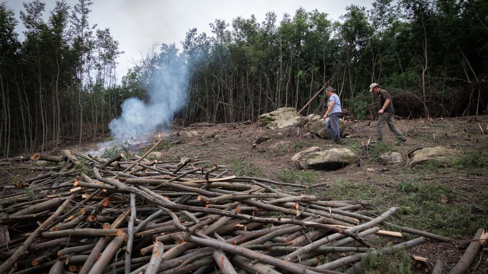 Prazo para limpeza de terrenos termina; GNR inicia fiscalização na segunda-feira