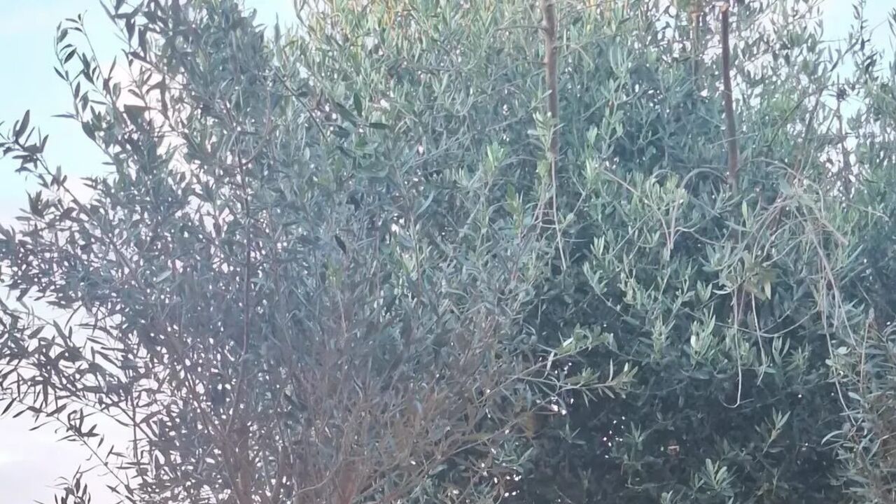 Casal celebra dia de casamento numa mesa decorada no campo