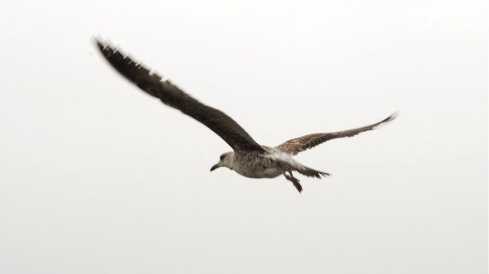Gripe das aves detetada numa ave selvagem na Costa da Caparica