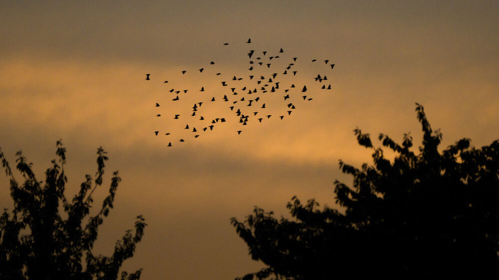 Aves