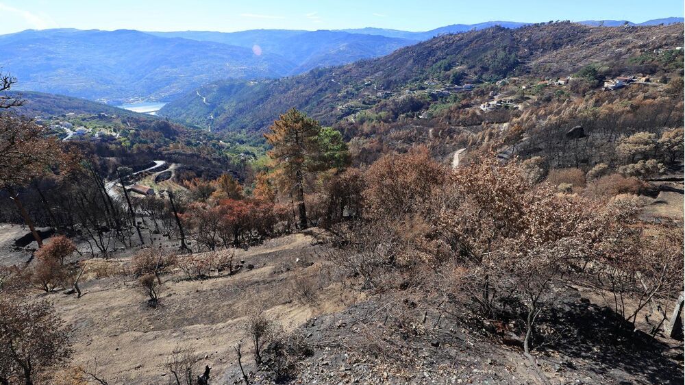 Governo avança com investimentos elegíveis na recuperação ambiental das áreas ardidas