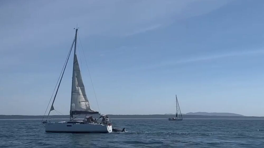 Orcas afundam barco ao largo de Cascais. Segunda embarcação à deriva na Fonte da Telha