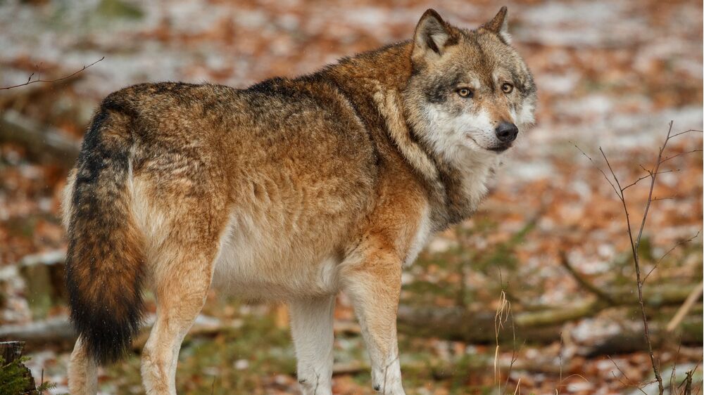 Falta de alimento associado aos incêndios leva lobos a atacar rebanhos perto das populações