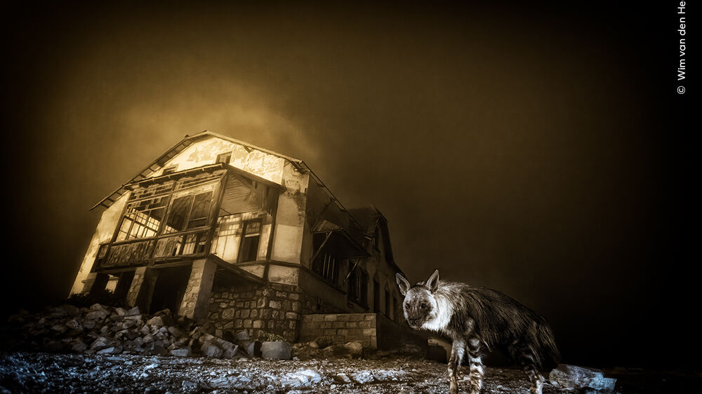 Conheça os vencedores dos prémios 'Wildlife Photographer of the Year' 2025