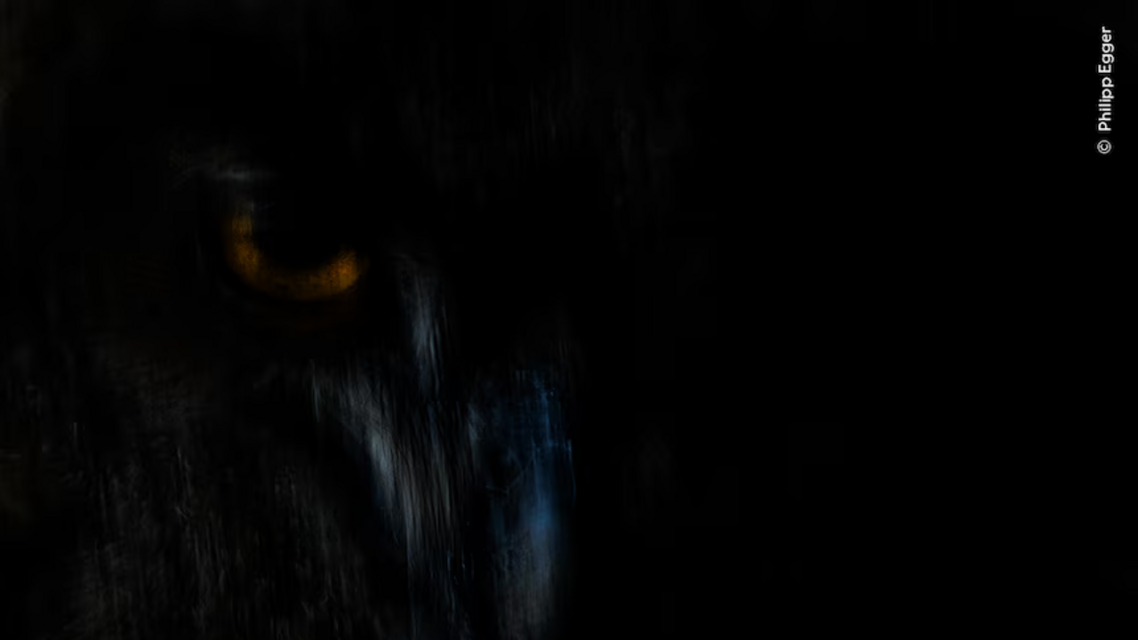 Hiena-castanha fotografada por Wim van den Heever na Namíbia vence 'Wildlife Photographer of the Year'