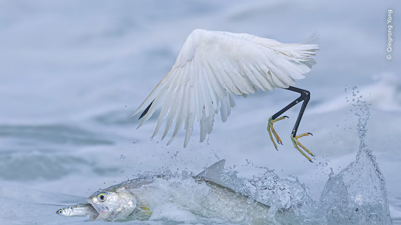 Fotografia do concurso 'Wildlife Photographer of the Year' mostra garça e peixe na água