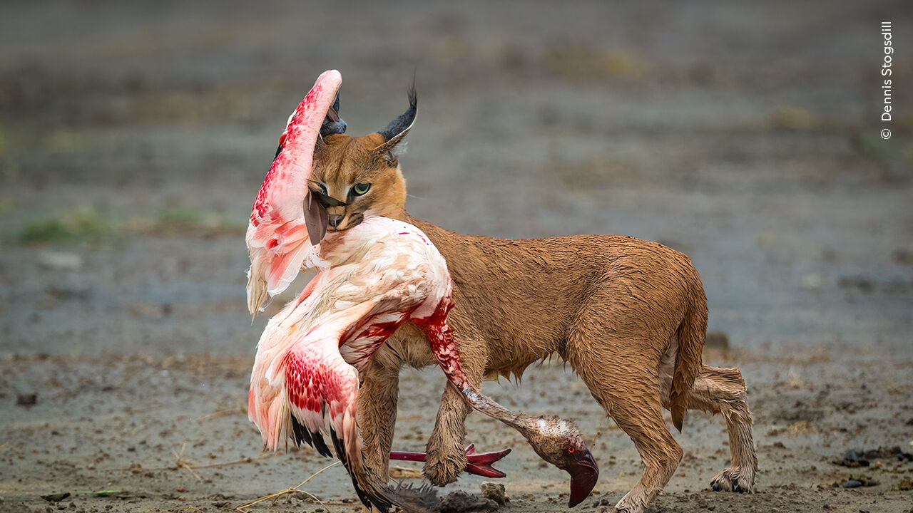 Caracal carrega flamingo: foto entre os vencedores do Wildlife Photographer of the Year