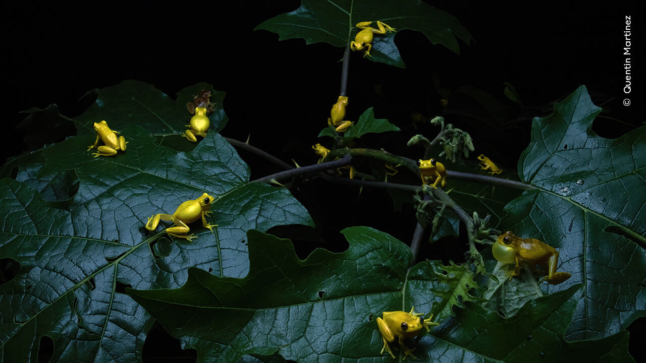Fotografia de rãs douradas premiada no Wildlife Photographer of the Year 2025
