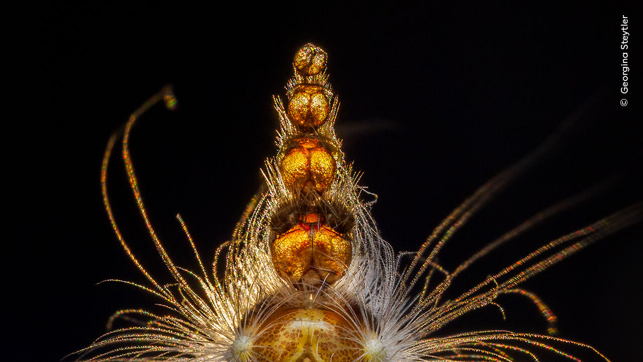 Fotografia premiada de lagarta no concurso 'Wildlife Photographer of the Year' em Londres