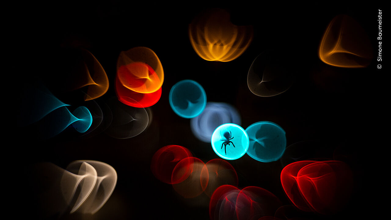 Conheça os vencedores do prémio 'Wildlife Photographer of the Year' 2025 em Londres