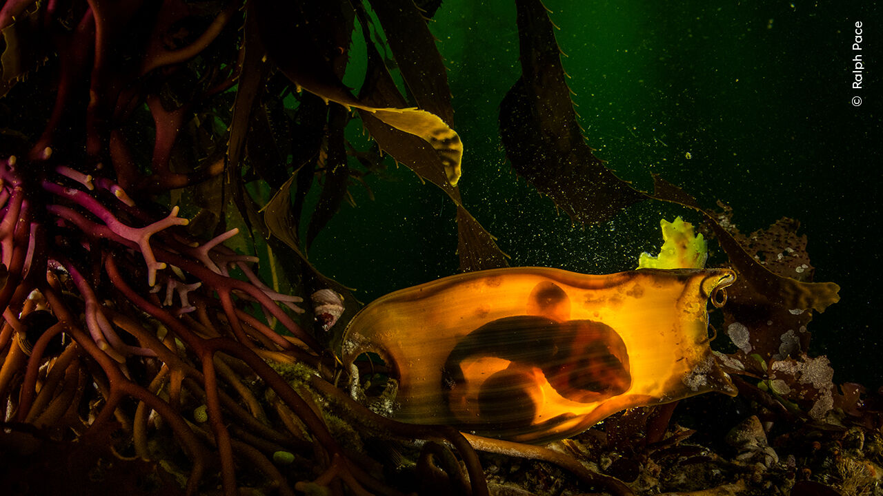 Fotografia premiada de embrião de barata-do-mar em algas, parte de concurso em Londres