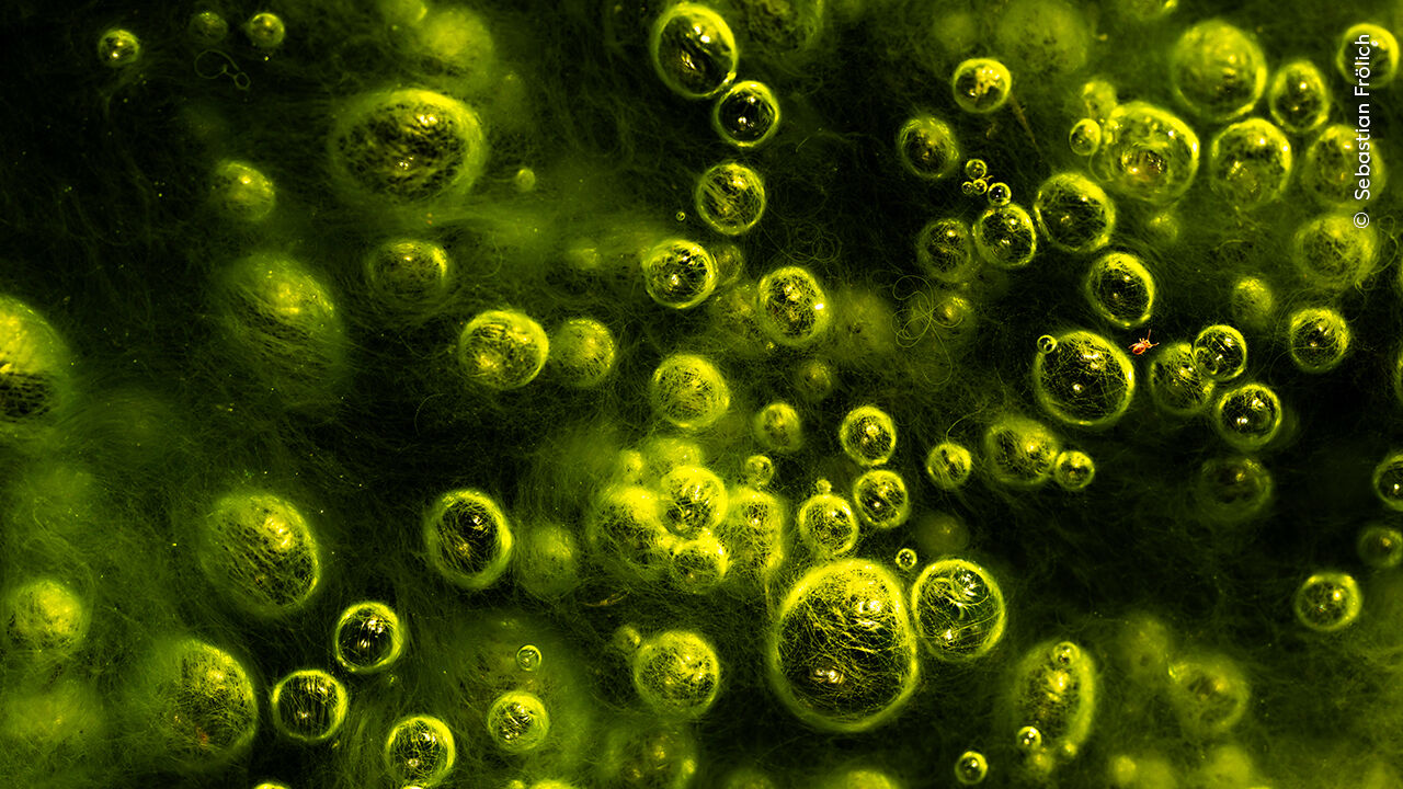 Fotografia premiada de algas, do concurso Wildlife Photographer of the Year