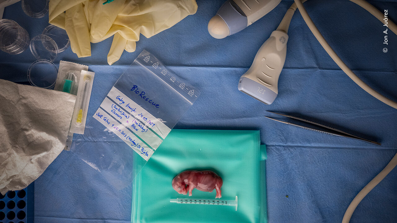Transferência de embriões de Eleonore para Athes, em programa de Bio Rescue