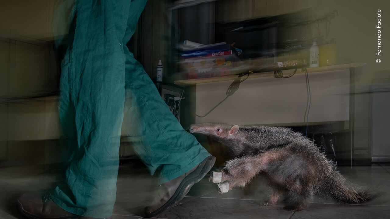 Um tamanduá aproxima-se de um humano no concurso Wildlife Photographer of the Year
