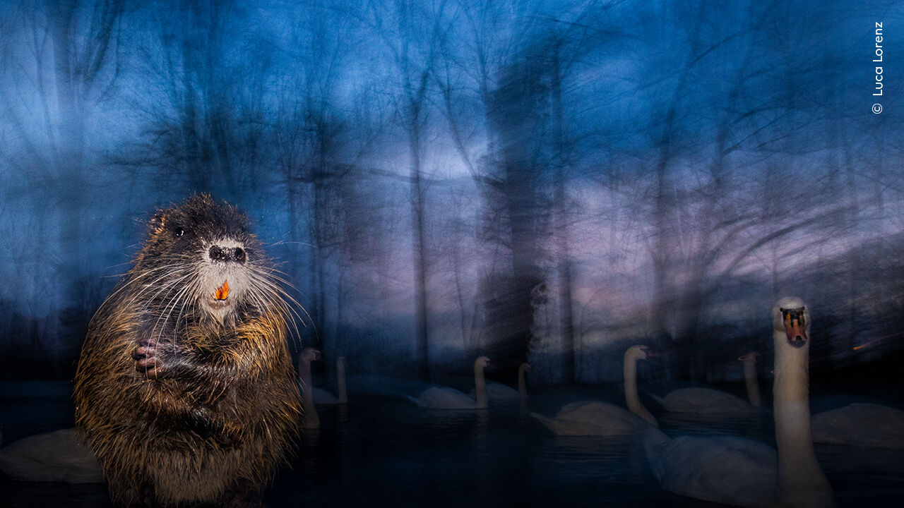 Fotógrafo vence prémio 'Wildlife Photographer of the Year' com foto de hiena na Namíbia
