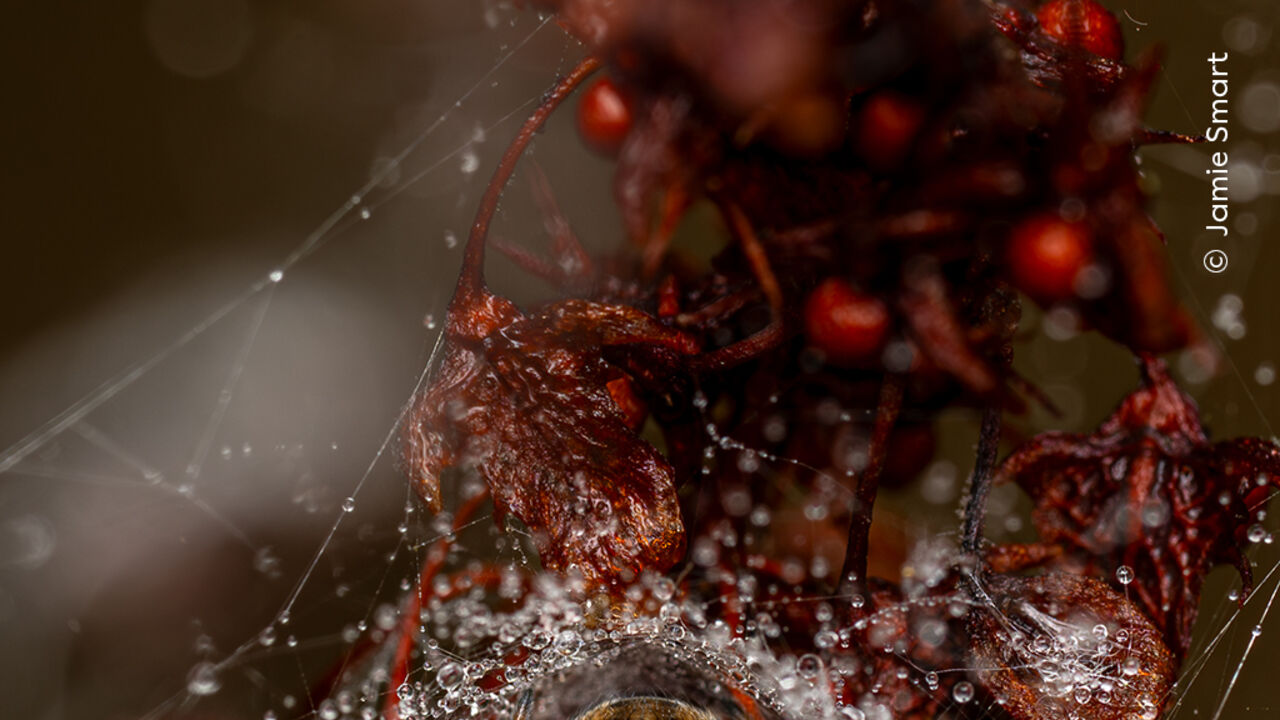 Fotografia de aranha premiada no Wildlife Photographer of the Year, em Londres