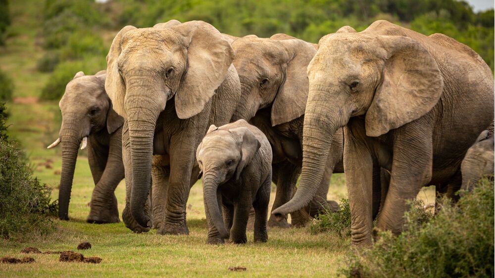 Há gigantes a caminho do Alentejo! O primeiro santuário europeu para elefantes abre portas em 2026