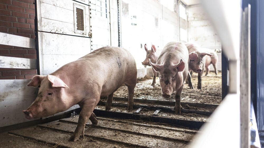 DGAV pede reforço da prevenção contra peste suína após casos em Barcelona