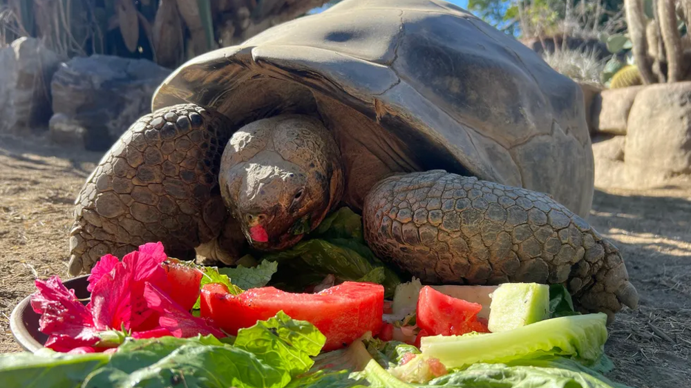 Adeus a Gramma, a tartaruga centenária que fez história no zoo de San Diego