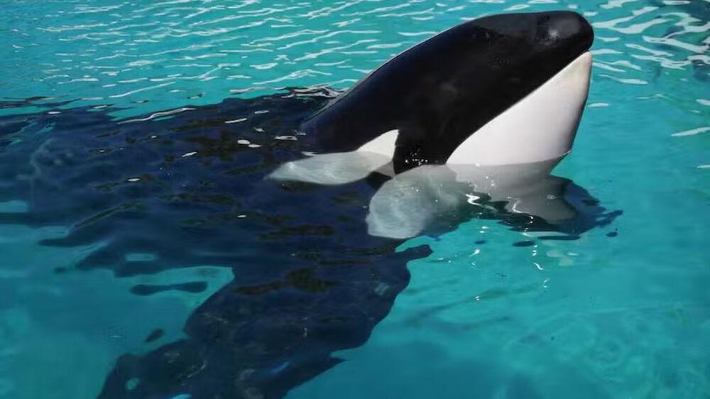 Morreu Kshamenk, a 'orca mais solitária do mundo', após mais de 30 anos em cativeiro na Argentina