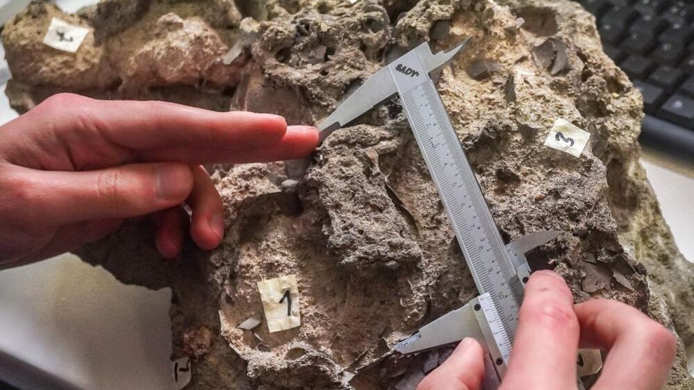 Descoberto em Torres Vedras ninho com ovos de dinossauro com 150 milhões de anos