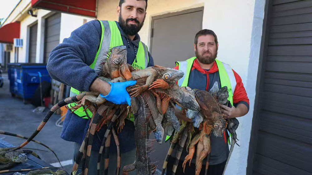 Iguanas a cair do céu! Frio extremo na Flórida leva moradores a recolher mais de 5.000 répteis congelados