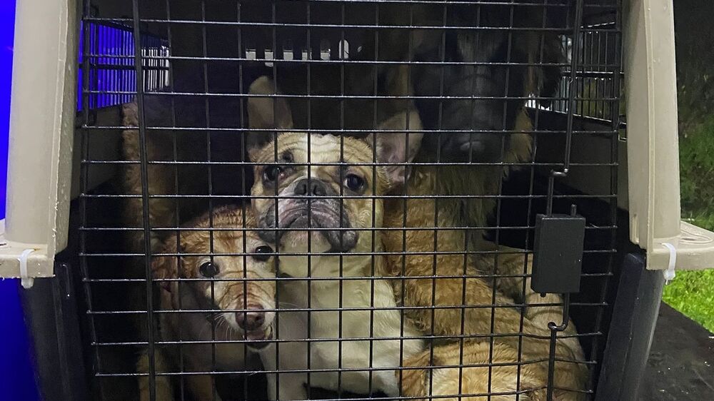 Arruda dos Vinhos: Bombeiros e IRA resgatam 29 animais após deslizamentos de terras