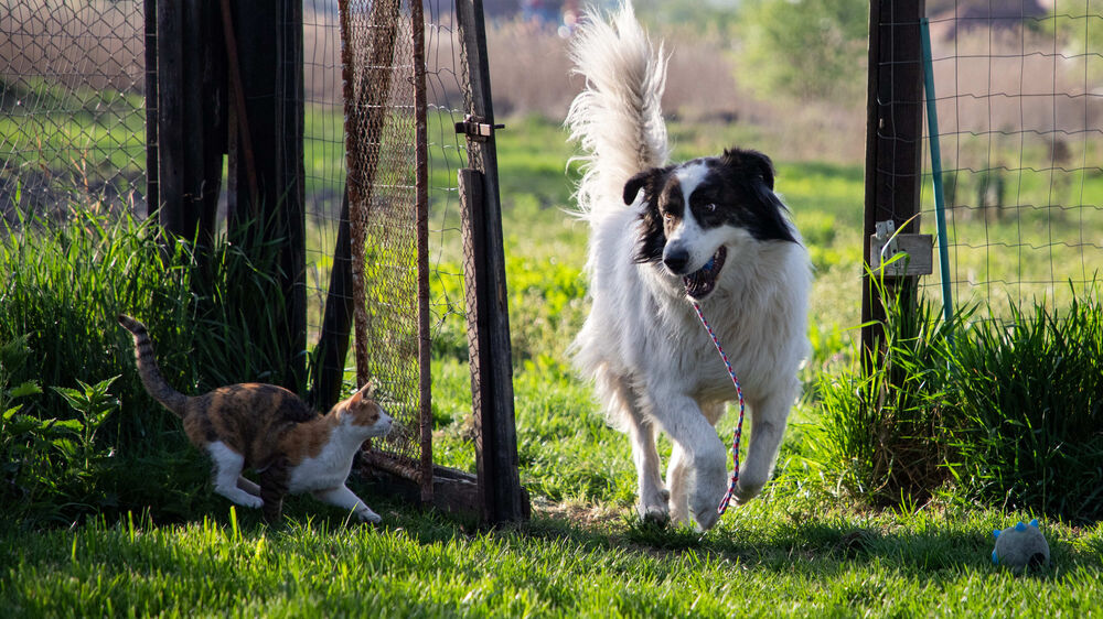 Lisboa renova projeto 'Vet na Rua' e reforça apoio veterinário a famílias vulneráveis