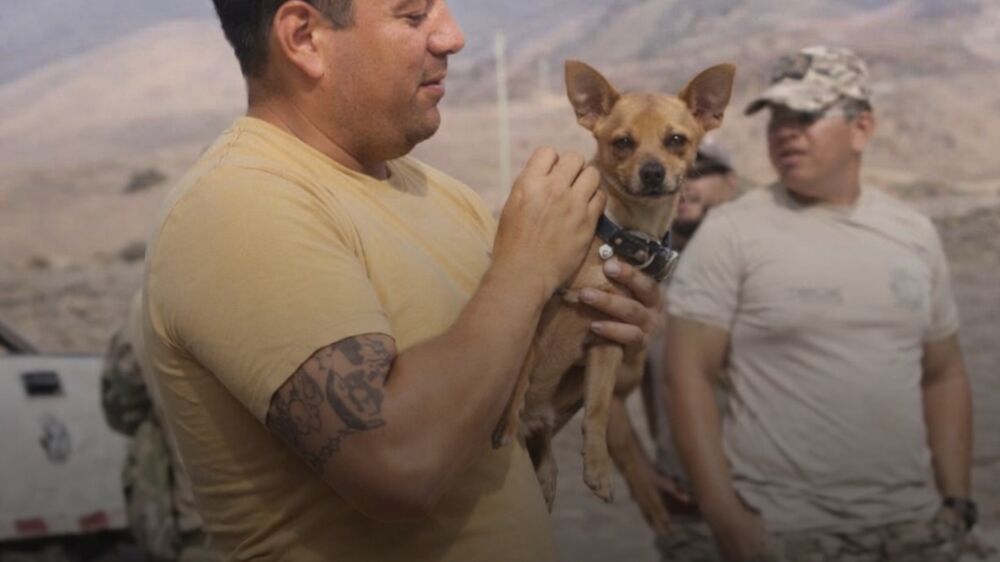 Milagre nos Andes! Chihuahua é o único sobrevivente de queda de helicóptero que vitimou 15 pessoas no Peru