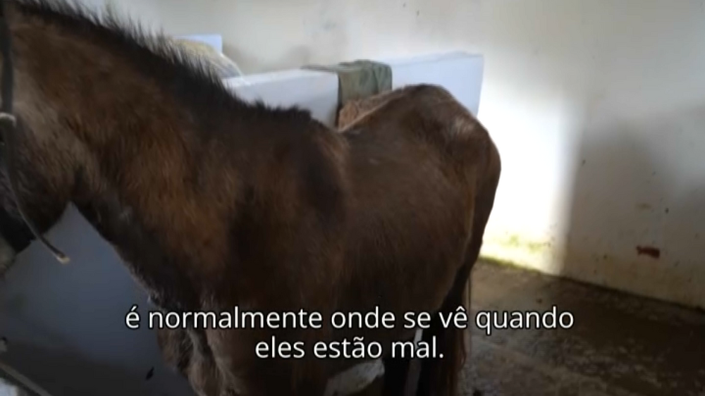 Repórter Sábado: Cavalos vítimas de maus tratos na herdade do Pessegueiro 