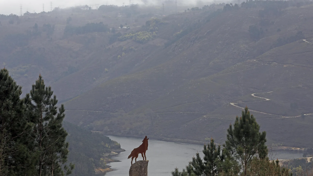 Lobo de Fafião (Gerês) 