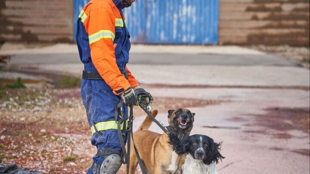 Parabéns, Billy e Betsy! Estes dois patudos são os novos cães de salvamento dos Bombeiros Sapadores de Lisboa