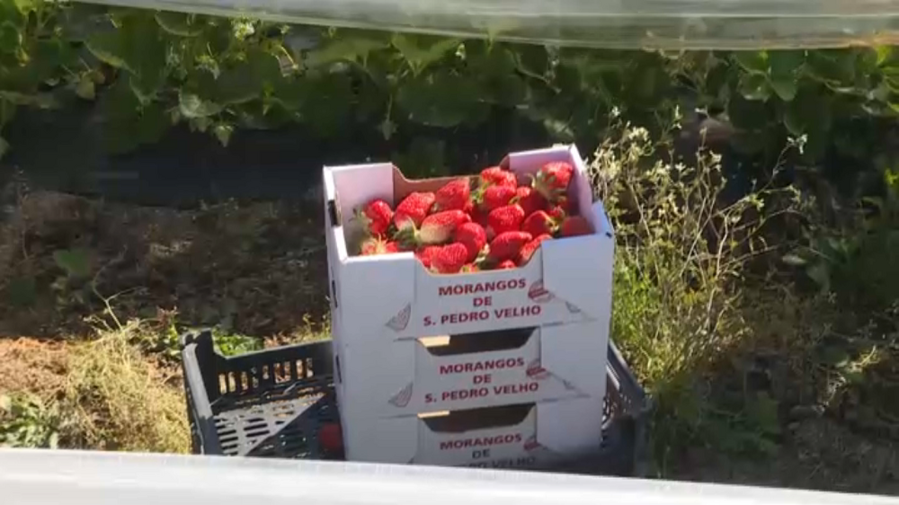 Preço da fruta aumenta devido às tempestades e conflito no Médio Oriente 