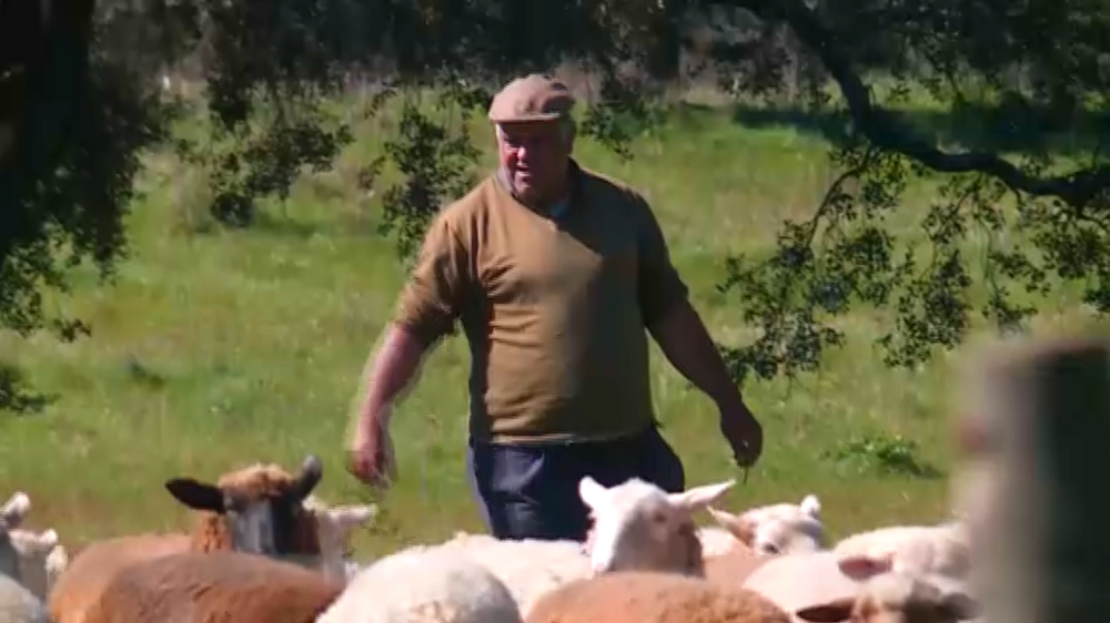 Repórter Sábado: Produtores de gado acusam fábrica de poluir águas que animais bebem 