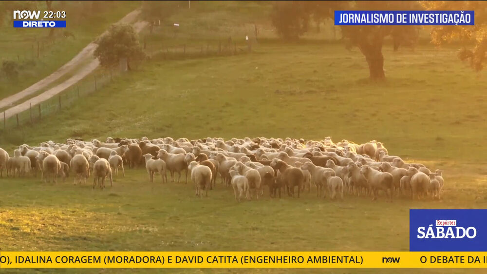 Repórter Sábado | Temporada 3 | Ep.28 | Produtores de gado acusam fábrica de poluir águas que animais bebem