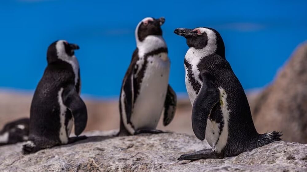 A experiência de um português que viveu com mil pinguins na Antártida