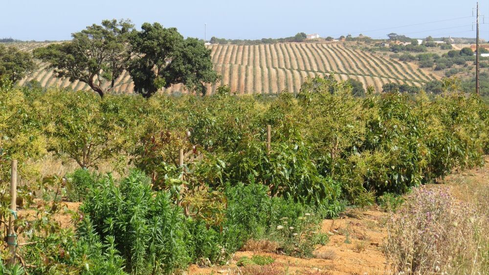 Portugal esgota os recursos naturais de 2023 na quinta-feira, com ligeira melhoria face a 2022
