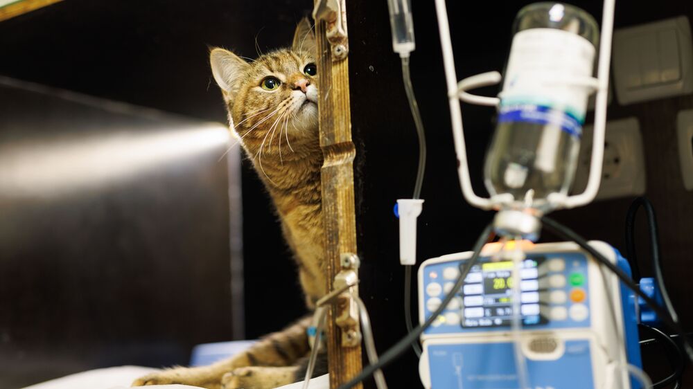 'Não conseguimos continuar'. Associação dos Animais de Lisboa pede ajuda urgente após morte de 11 gatos