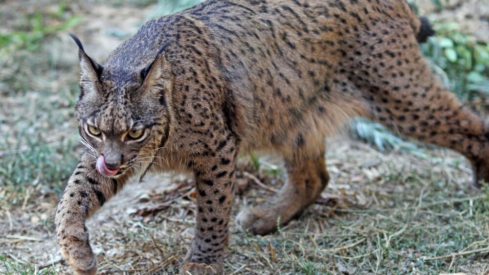 População de lince-ibérico cresceu 95% em quatro anos para 2.663 exemplares