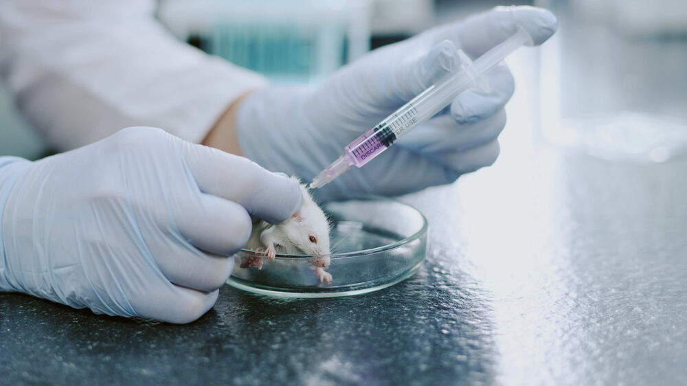 União Europeia quer acabar com testes em animais para avaliação de produtos químicos