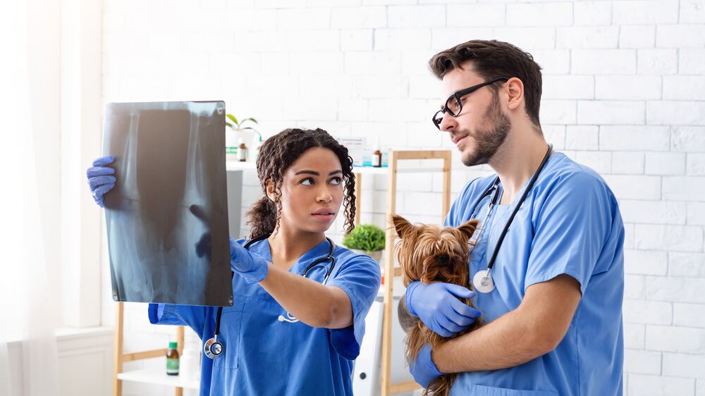 Médicos veterinários lançam petição para reduzir IVA dos serviços veterinários