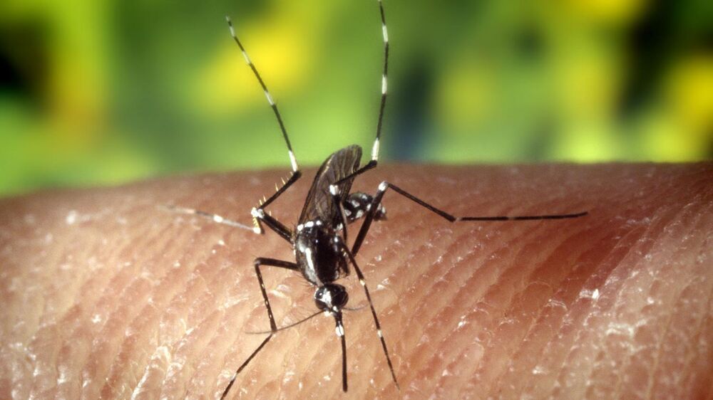 Aedes albopictus. Aedes albopictus mosquito close up. Mosquito. Transmissor de