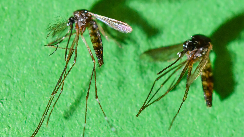 Mosquito que transmite dengue e zika detetado em Castelo Branco