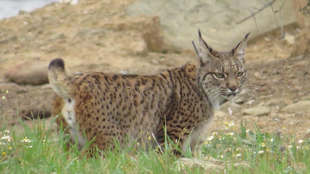 Lince-ibérico